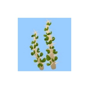 Madagascan Ocotillo